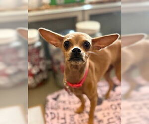 Chihuahua Dogs for adoption in San Diego, CA, USA