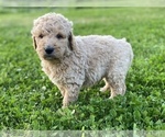 Small Photo #2 Labradoodle Puppy For Sale in CANON, GA, USA