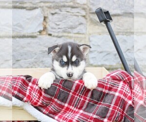 Siberian Husky Puppy for sale in MERCERSBURG, PA, USA