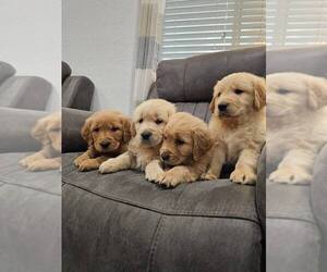 English Cream Golden Retriever Puppy for sale in SACRAMENTO, CA, USA