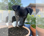Small #1 Labrador Retriever Mix
