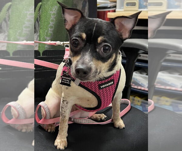 Medium Photo #1 Rat-Cha Puppy For Sale in Mundelein, IL, USA