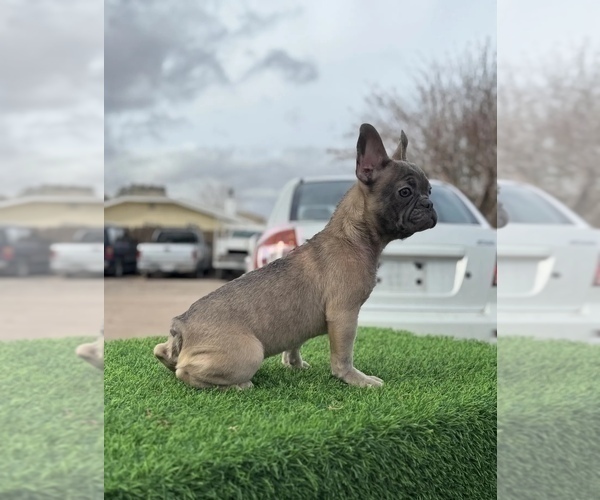 Medium Photo #4 French Bulldog Puppy For Sale in RALEIGH, NC, USA