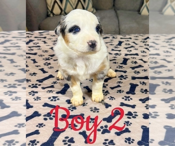 Medium Photo #21 Australian Shepherd Puppy For Sale in SALISBURY, NC, USA