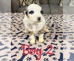 Small Photo #21 Australian Shepherd Puppy For Sale in SALISBURY, NC, USA