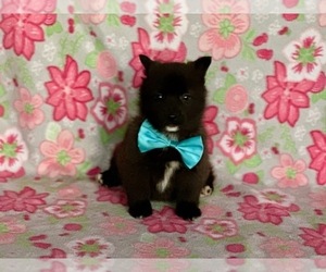 Pembroke Welsh Corgi-Pomsky Mix Puppy for sale in LANCASTER, PA, USA
