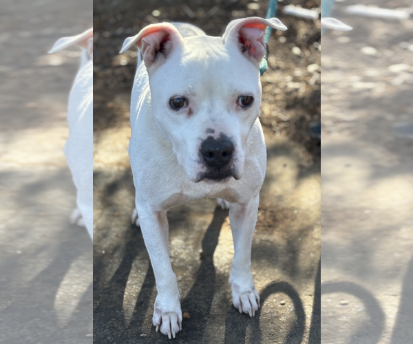 Medium Photo #7 Boxer-Unknown Mix Puppy For Sale in Decatur, GA, USA