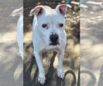 Small #6 Boxer Mix