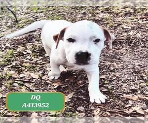 American Pit Bull Terrier-Unknown Mix Dogs for adoption in Conroe, TX, USA