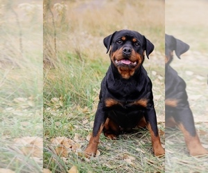 Mother of the Rottweiler puppies born on 04/05/2025