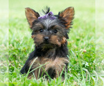 Small Photo #43 Yorkshire Terrier Puppy For Sale in WARSAW, IN, USA