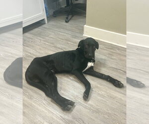 Chuck - Male Mutt Dog for Adoption - Photo #3