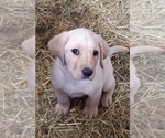 Small Photo #3 Labrador Retriever Puppy For Sale in TWIN FALLS, ID, USA