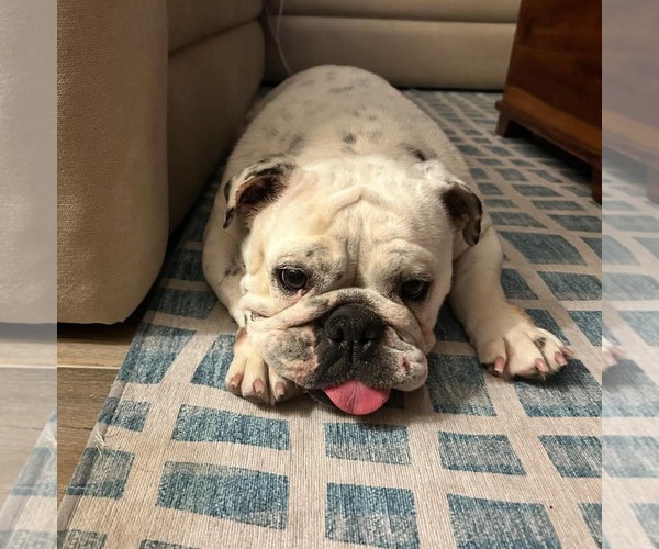 Medium Photo #1 Bulldog Puppy For Sale in Menifee, CA, USA