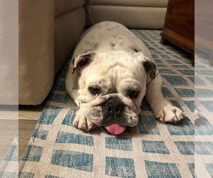 Bulldog Dogs for adoption in Menifee, CA, USA