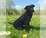 Small #2 Labrador Retriever Mix