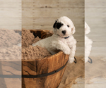 Small Photo #3 Goldendoodle mix (+ Poodle Miniature) Puppy For Sale in DALLAS, TX, USA