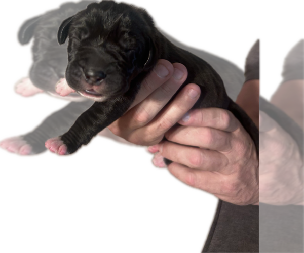 Medium Photo #9 Great Dane Puppy For Sale in WILLIS, TX, USA