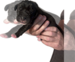 Small #8 Great Dane