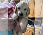 Puppy Puppy 1 Golden Retriever