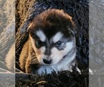 Small Photo #33 Alaskan Malamute Puppy For Sale in MIDWEST CITY, OK, USA