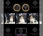 Puppy AKC Violet Cavalier King Charles Spaniel