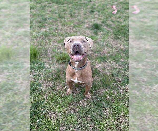 Medium Photo #2 Mutt Puppy For Sale in Forestville, MD, USA