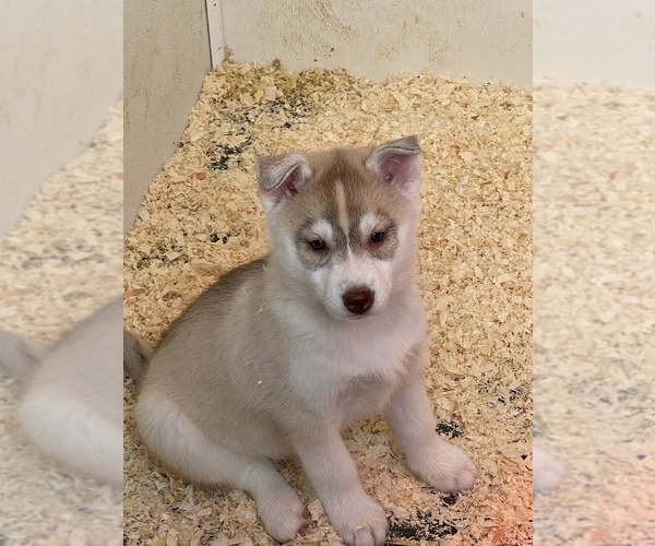 Medium Photo #4 Siberian Husky Puppy For Sale in FRESNO, CA, USA