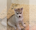 Small Photo #4 Siberian Husky Puppy For Sale in FRESNO, CA, USA