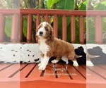 Small #1 Goldendoodle (Miniature)