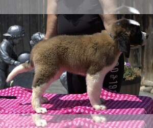 Saint Bernard Puppy for sale in DENVER, CO, USA