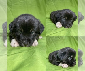 Miniature Australian Shepherd Puppy for sale in BROOKER, FL, USA