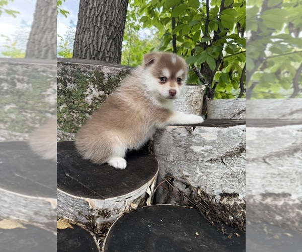 Medium Photo #5 Pomsky Puppy For Sale in STAPLES, MN, USA
