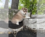Chili - Male Pomsky Puppy for Sale - Photo #5