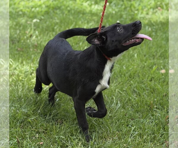 Medium Photo #3 Mutt Puppy For Sale in Yardley, PA, USA
