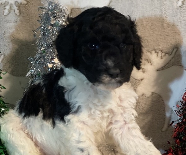 Medium Photo #3 Poodle (Standard) Puppy For Sale in BLOUNTVILLE, TN, USA