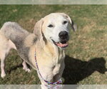 JAXX - Female Great Pyrenees-Unknown Mix Dog for Adoption - Small photo
