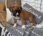 Small Photo #45 Boxer Puppy For Sale in GOSHEN, IN, USA