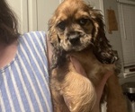 Puppy Earth Cocker Spaniel