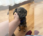 Small #3 Mutt