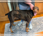 Small Photo #15 Doberman Pinscher Puppy For Sale in Buffalo, MN, USA