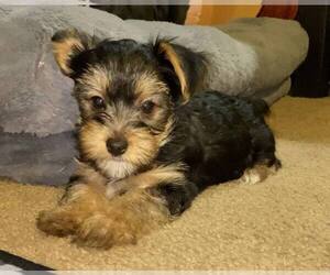 Yorkshire Terrier Puppy for Sale in DAYTON, Texas USA