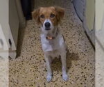 Small #1 Collie-Labrador Retriever Mix