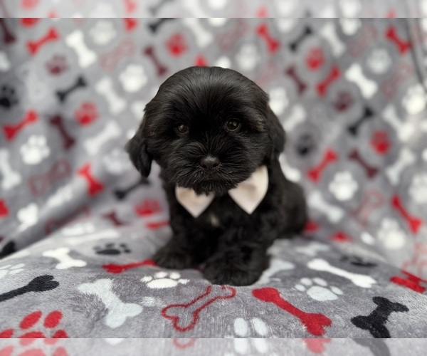 Medium Photo #1 Zuchon Puppy For Sale in LAKELAND, FL, USA