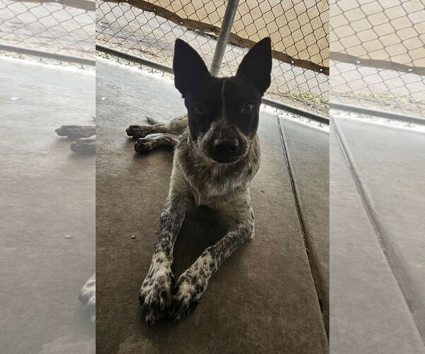 Medium Photo #3 Australian Cattle Dog-Unknown Mix Puppy For Sale in El Centro, CA, USA