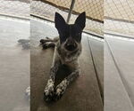Small #2 Australian Cattle Dog Mix