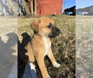 American Foxhound-Pointer Mix Puppy for sale in HANOVER, PA, USA