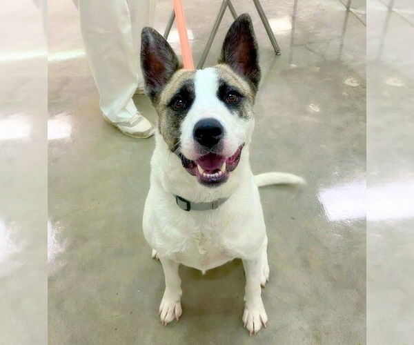 Medium Photo #7 Akita-Unknown Mix Puppy For Sale in Alexander, AR, USA