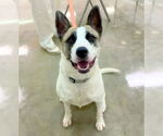 Small #6 Akita Mix