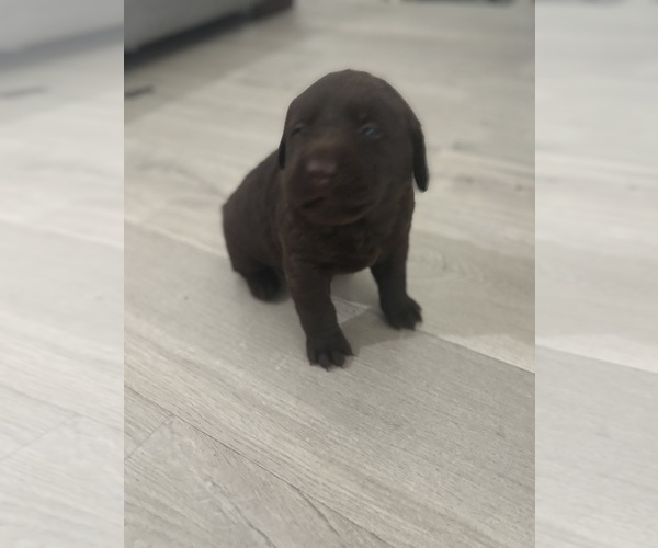 Medium Photo #1 Labrador Retriever Puppy For Sale in WEST COVINA, CA, USA